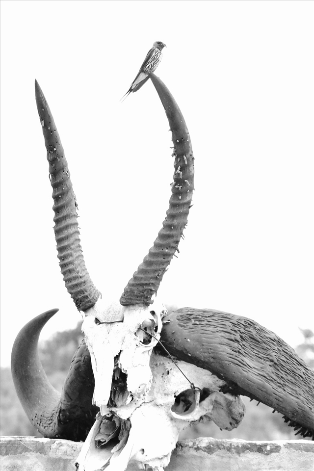 The Kenyan wildlife always provoked thoughts on life and death in me.