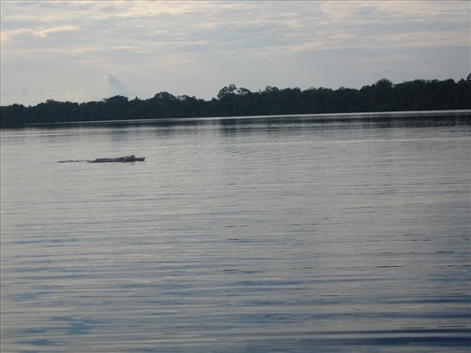 1)	Excitement :   
I call this photo excitement because as I mentioned before it was about my dream  coming truth… and see and swimming with  pink dolphins at amazon river isn’t an everyday u can do it. It was a combination of emotions; excitements, scared, that feeling you were achieving one more goal in your life… I have no words to explain swimming with that unique creature.
