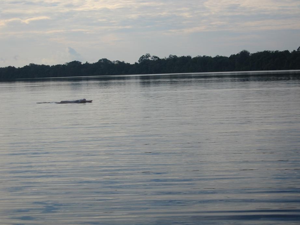 1)	Excitement :   
I call this photo excitement because as I mentioned before it was about my dream  coming truth… and see and swimming with  pink dolphins at amazon river isn’t an everyday u can do it. It was a combination of emotions; excitements, scared, that feeling you were achieving one more goal in your life… I have no words to explain swimming with that unique creature.

