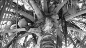Mmmmmmmm, coconuts!: by rachdobson, Views[162]