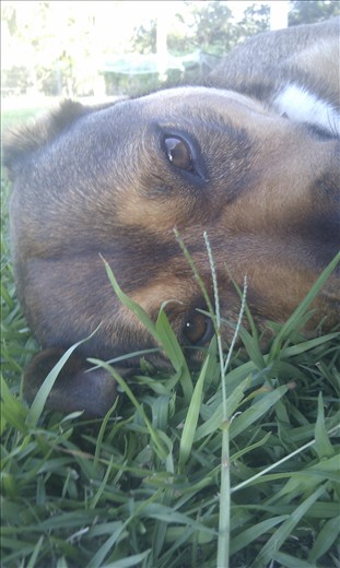 my dog in the grass 