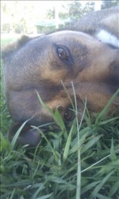 my dog in the grass : by rachel7, Views[221]
