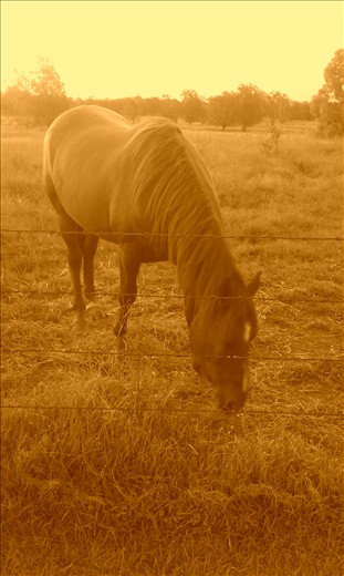 my horse 