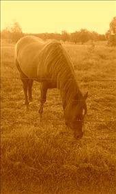 my horse : by rachel7, Views[220]