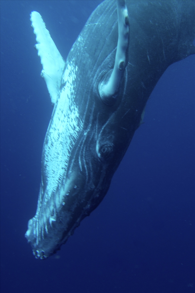 Playful whale calf 