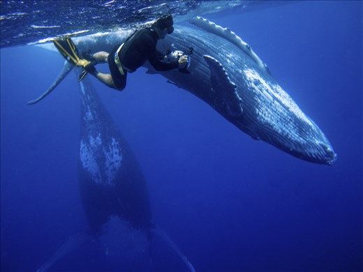 Getting up close with a moth and calf. 