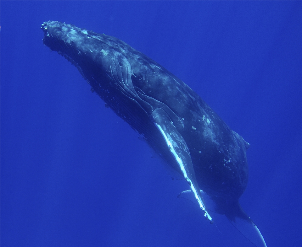 Male whale coming up for air