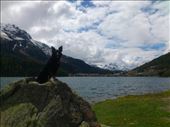 Hilda by the lake in St-Moritz: by rachelsimonanddog, Views[331]