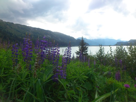 Wild Lupins around the Kopssee reservoir near Galtur