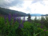 Wild Lupins around the Kopssee reservoir near Galtur: by rachelsimonanddog, Views[319]