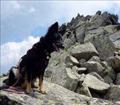 Hilda on her first 'official' via ferrata (you can see a set of ladders on the rocks behind her): by rachelsimonanddog, Views[438]