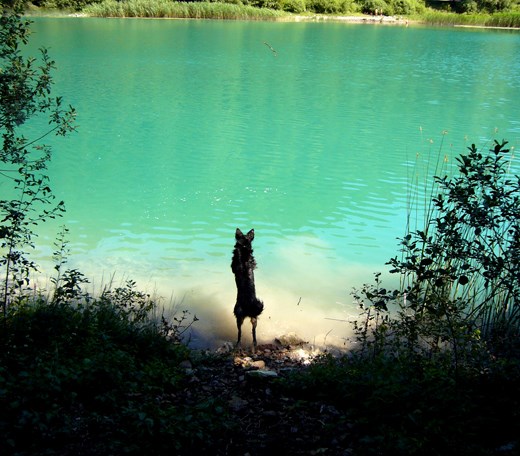 Hilda launching herself after a stick