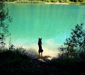 Hilda launching herself after a stick: by rachelsimonanddog, Views[337]