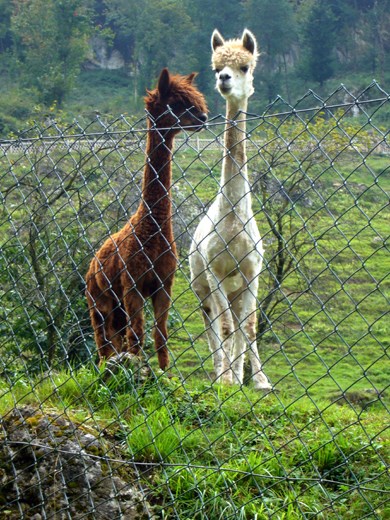 Unexpected wildlife on a walk to the next village