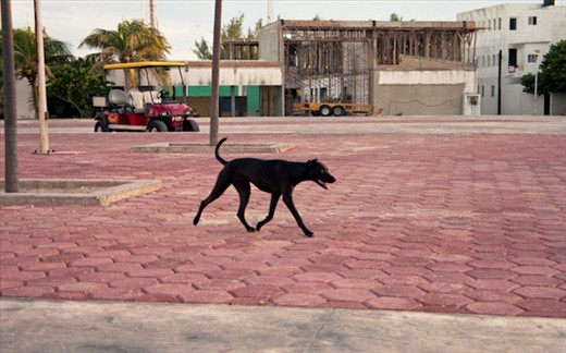 Friendly animal friends roam the island.