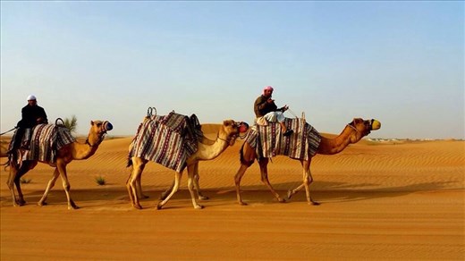 Working camels