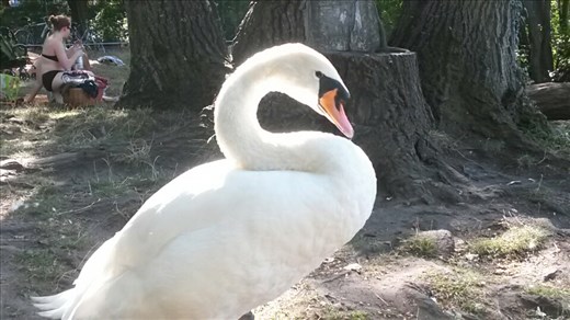 Beautiful swan at the lake