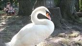 Beautiful swan at the lake: by rafellarayne, Views[785]