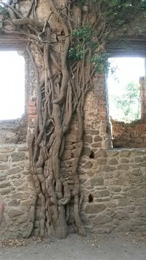 Cool tree-root-vines growing inside the castle wall