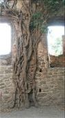 Cool tree-root-vines growing inside the castle wall: by rafellarayne, Views[242]