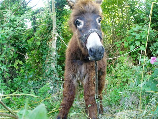 He's  tied too short, even there is nowhere to run..