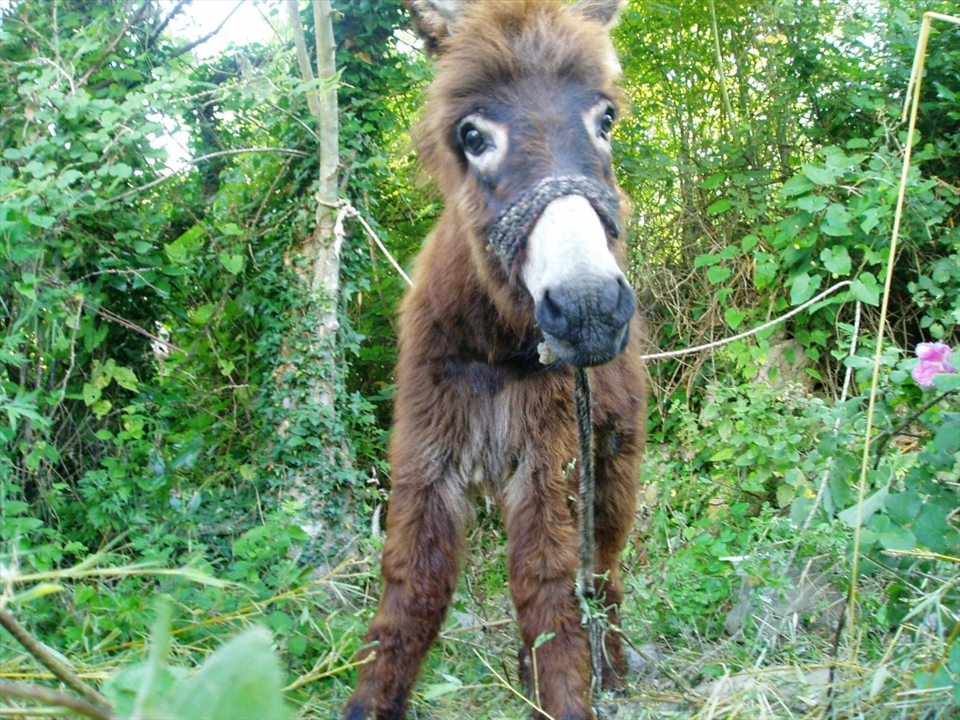 He's  tied too short, even there is nowhere to run..