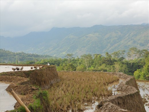 Rice field after harvest, filled with water and fertilizer before used again.