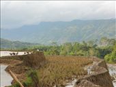 Rice field after harvest, filled with water and fertilizer before used again.: by rainy_season, Views[610]
