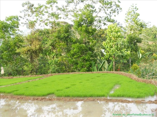 Paddy seed. It is grown for 1 month then moved to ricefield as real rice plant.