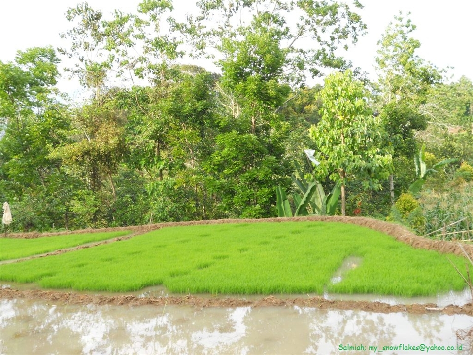 Paddy seed. It is grown for 1 month then moved to ricefield as real rice plant.
