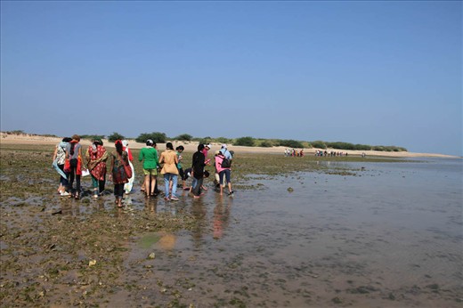 Exploring the beach during low tide to learn about marine life 