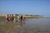 pic 3
Exploring the beach during low tide to learn about different marine life, like shells, algae, anemon, corals, crabs, octopus and many more. large number of birds are also seen like, crab plovers, oyster catchers, sand plovers etc.: by rajal, Views[581]