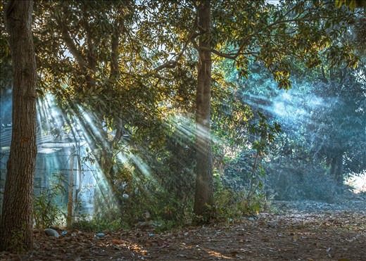 Nature summit in backyard