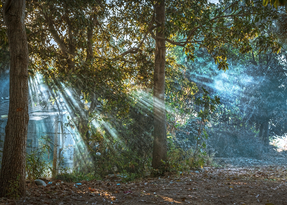 Nature summit in backyard