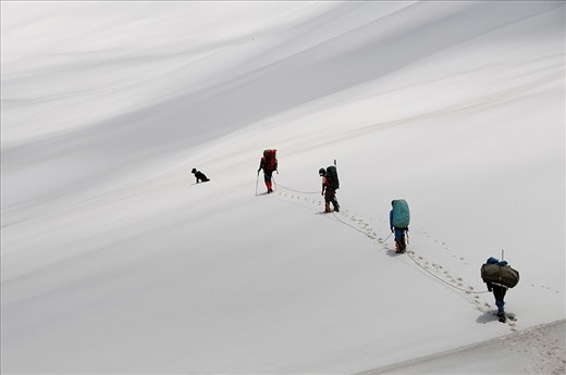 We befriended a shepherd dog on a trekking expedition. He was with us for 12 days on the mountain sharing our food and tent. 

Here he is leading the team on an unnamed glacier.