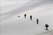 We befriended a shepherd dog on a trekking expedition. He was with us for 12 days on the mountain sharing our food and tent. 

Here he is leading the team on an unnamed glacier.: by rajibghose, Views[403]
