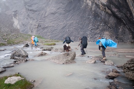We befriended a shepherd dog on a trekking expedition. He was with us for 12 days on the mountain sharing our food and tent. 

After the dangerous snow and rocky terian Bholu enjoying a leisure walk in the meadows and crossing a shallow stream.