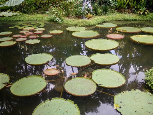 lily pond