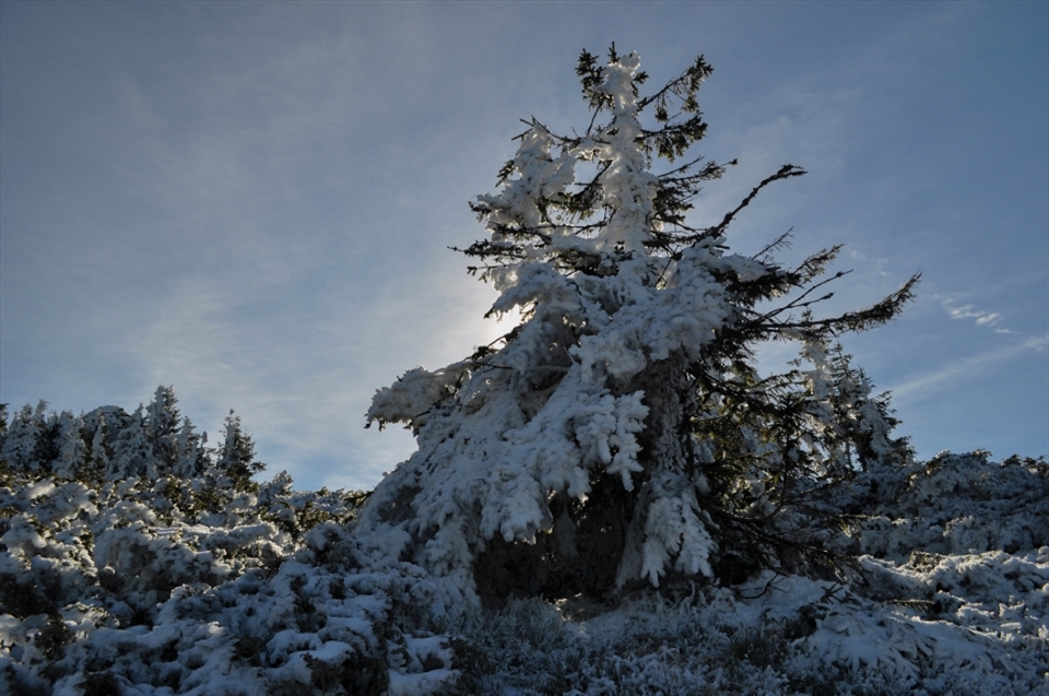 In early autumns there is often snow covering the trees and the grass still green.