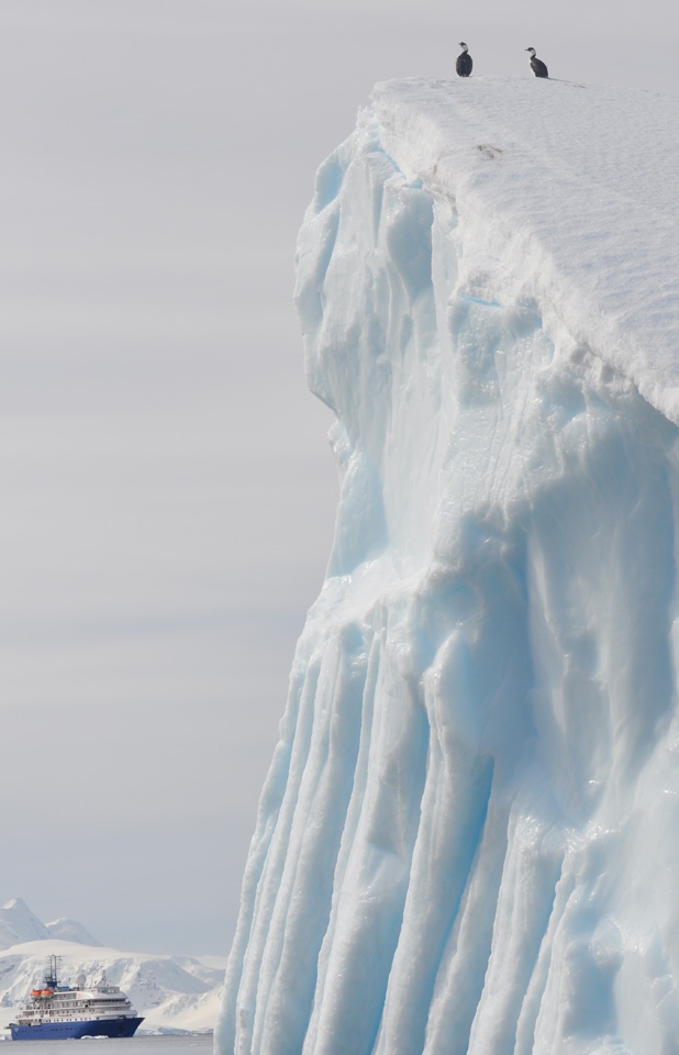‘Humans Ahoy!’ said one Imperial shag to another. I was as excited to see the conversing cormorants, and looking forward to meeting the rest of this amazing ecosystem.