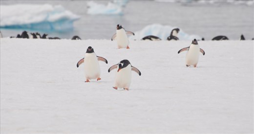 ‘Careful boys! Get a grip! We’re on thin ice here!’ The youthful Gentoo penguins were excited to see us as well, smelling good, after their morning bath. The scaled orange feet with blood flowing in them kept them warm, while the claws at the end provided them with good grip for the ice and snow.
