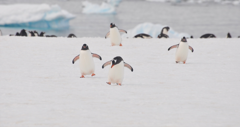 ‘Careful boys! Get a grip! We’re on thin ice here!’ The youthful Gentoo penguins were excited to see us as well, smelling good, after their morning bath. The scaled orange feet with blood flowing in them kept them warm, while the claws at the end provided them with good grip for the ice and snow.