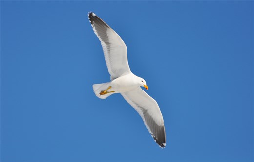 Soar like a gull! They probably have the best seats in the arena, a hundred feet in the air overseeing the vast expanse of blue and white and shades in between. I was reminded of a quote from Jonathan Livingstone Seagull (by Richard Bach), which said, “For most gulls, it is not flying that matters, but eating. For this gull, though, it was not eating that mattered, but flight.” Something we as travelers could relate to!