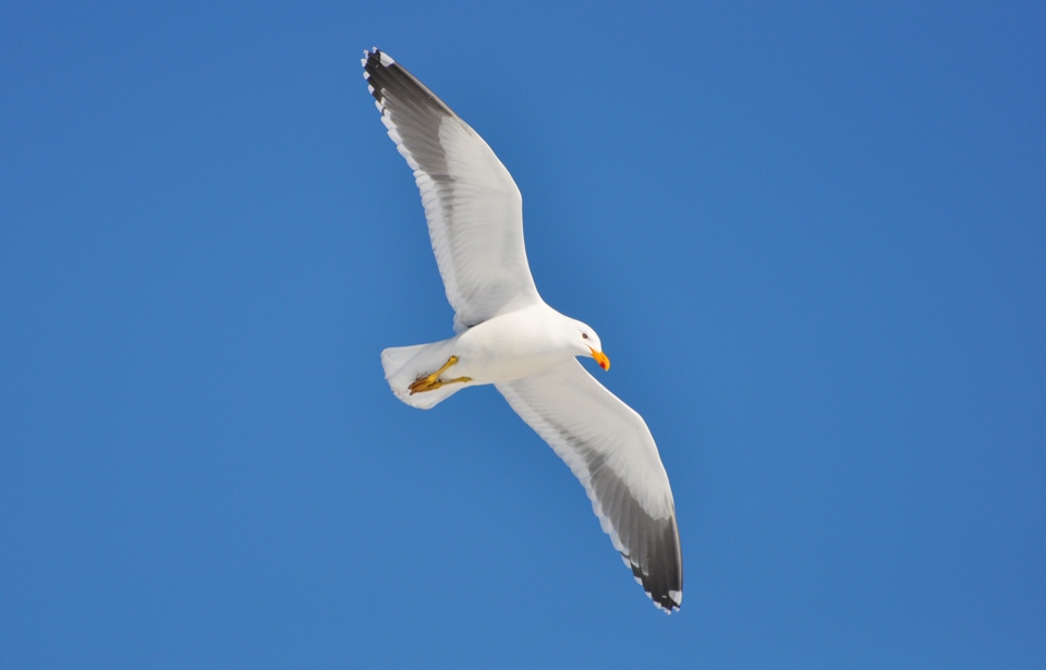 Soar like a gull! They probably have the best seats in the arena, a hundred feet in the air overseeing the vast expanse of blue and white and shades in between. I was reminded of a quote from Jonathan Livingstone Seagull (by Richard Bach), which said, “For most gulls, it is not flying that matters, but eating. For this gull, though, it was not eating that mattered, but flight.” Something we as travelers could relate to!