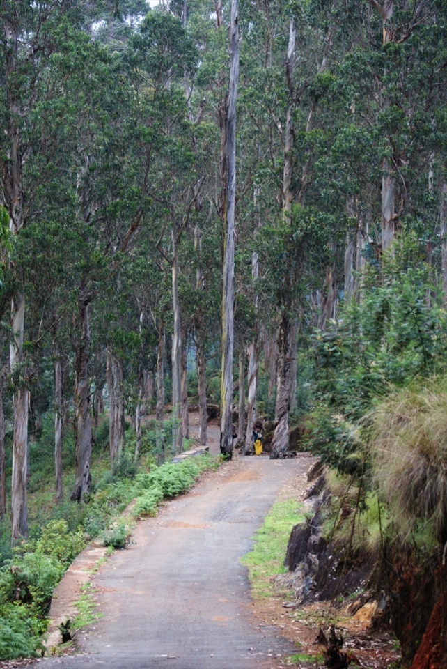 Out for a morning walk through the woods