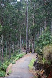 Out for a morning walk through the woods: by ram_adventure, Views[315]