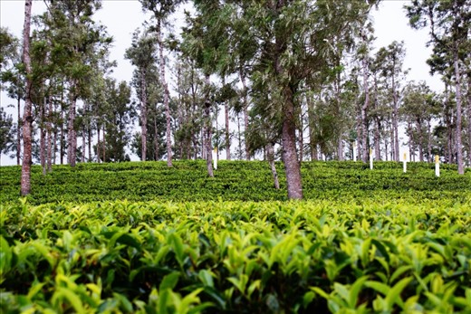 Carpet of fresh tea leaves, waiting to be plucked