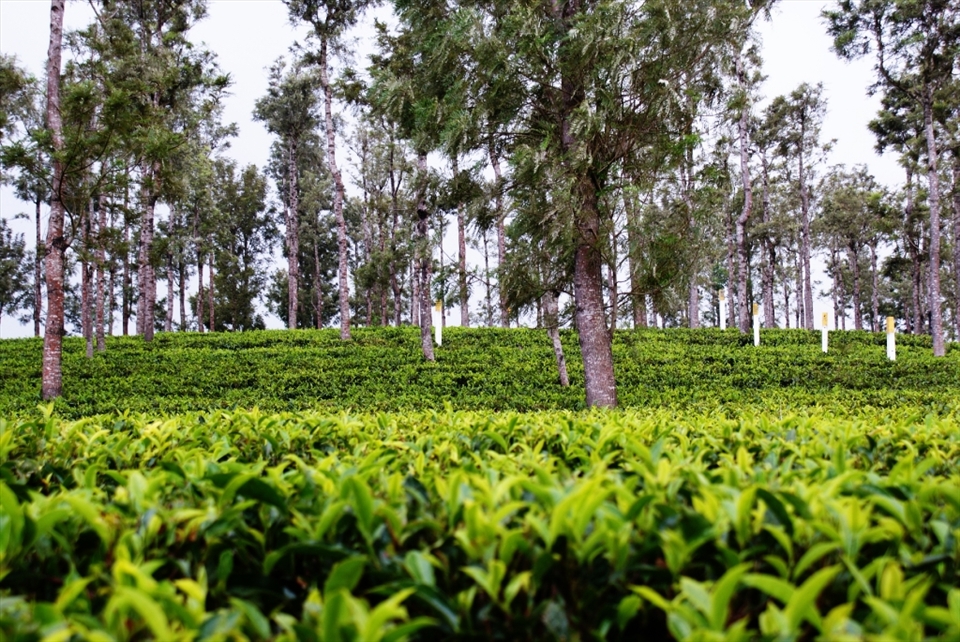 Carpet of fresh tea leaves, waiting to be plucked