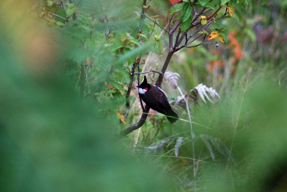 One more feather to my collection - Spotted a Red Whiskered Bulbul