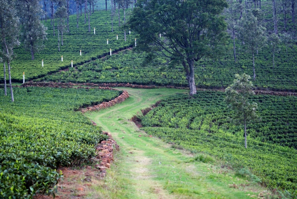 Lazy evening walk through the tea plantations